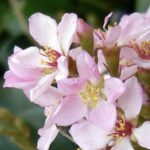 Rhaphiolepis indica 'Springtime' 