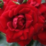 Rosa Amadeus® Kordes