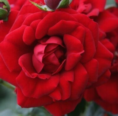Rosa Amadeus® Kordes