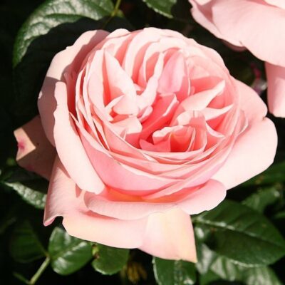 Rosa Aphrodite®