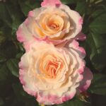 Rosa Aquarell®