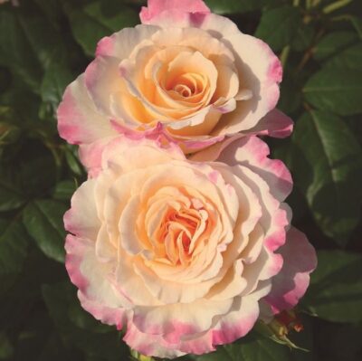 Rosa Aquarell®