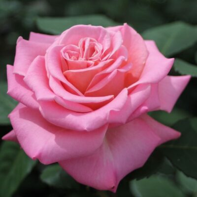 ROSA ASHLEY