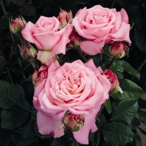 Rosa Ashley®