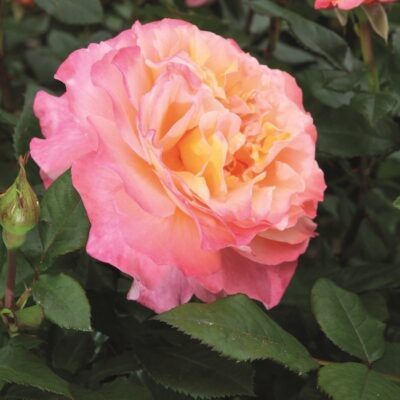Rosa Augusta Luise®