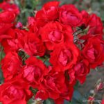 Rosa Black Forest® Kordes