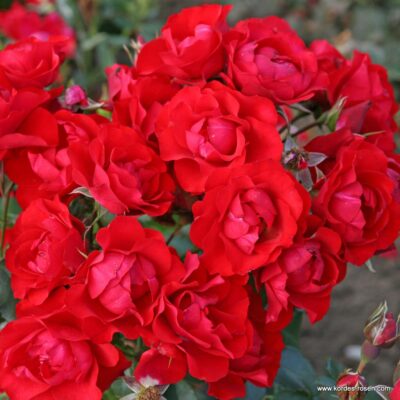 Rosa Black Forest® Kordes