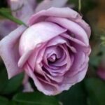 Rosa Blue Lady Azubis®