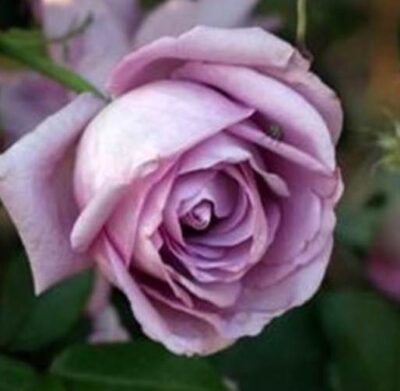 Rosa Blue Lady Azubis®