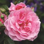 Rosa Camelot® Tantau