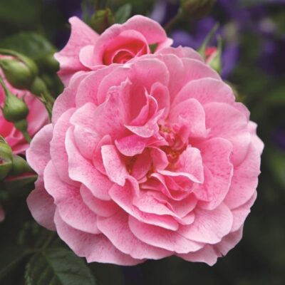 Rosa Camelot® Tantau