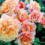 Rosa Caramella® Kordes