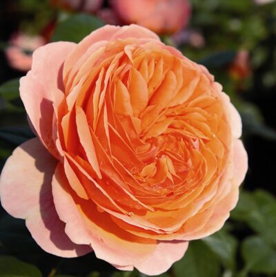 ROSA CHIPPENDALE
