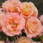 Rosa Cubana® Kordes