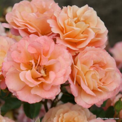 Rosa Cubana® Kordes