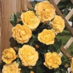 Rosa Dukat® Tantau