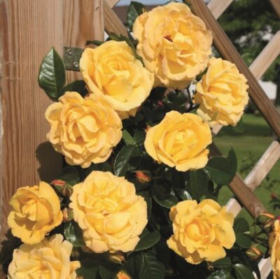 Rosa Dukat® Tantau