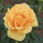 Rosa Eureka® Meizambaitz