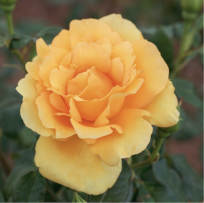 Rosa Eureka® Meizambaitz