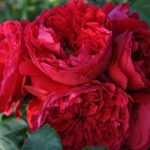 Rosa Florentina Rosso® Kordes