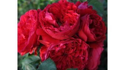 Rosa Florentina Rosso® Kordes