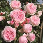 Rosa Giardina® Tantau