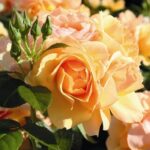 Rosa Hansestadt Rostock®
