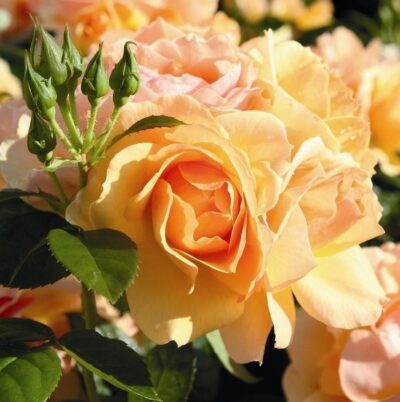 Rosa Hansestadt Rostock®