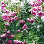 Rosa Jasmina® Kordes
