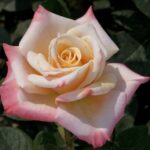Rosa Laetitia Casta Meilampario