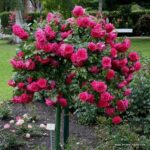 Rosa Laguna® Kordes