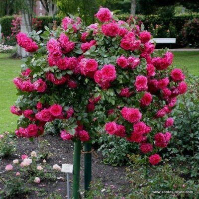 Rosa Laguna® Kordes