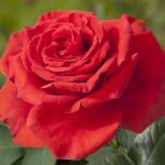 Rosa MAGALI® Meiposyton