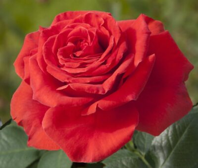 Rosa MAGALI® Meiposyton