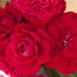 Rosa MONA LISA® Meilyxir