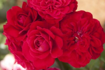 Rosa MONA LISA® Meilyxir