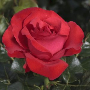 Rosa Magali meiposyton