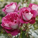 Rosa Maxim®