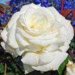 Rosa Memoire®