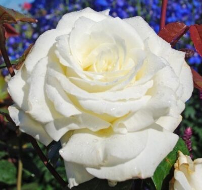 Rosa Memoire®