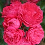 Rosa Moin Moin® Kordes