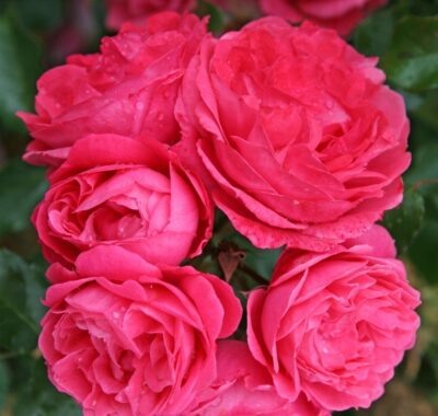 Rosa Moin Moin® Kordes