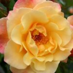 Rosa Moonlight® Kordes-rose-moonlight
