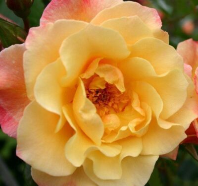Rosa Moonlight® Kordes-rose-moonlight