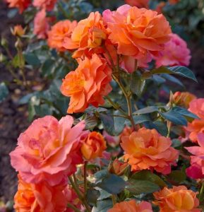 Rosa Morning-Sun®