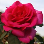 Rosa Parole®
