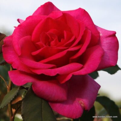 Rosa Parole®