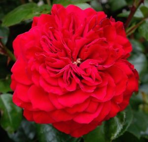 Rosa Red Leonardo da Vinci Meiangele