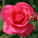 Rosa Rosanna® Kordes