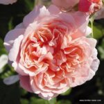 Rosa Rose de Tolbiac® Kordes